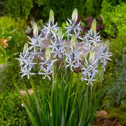 Ladoník bleděmodrý - Camassia cusickii - cibule ladoníku - 2 ks