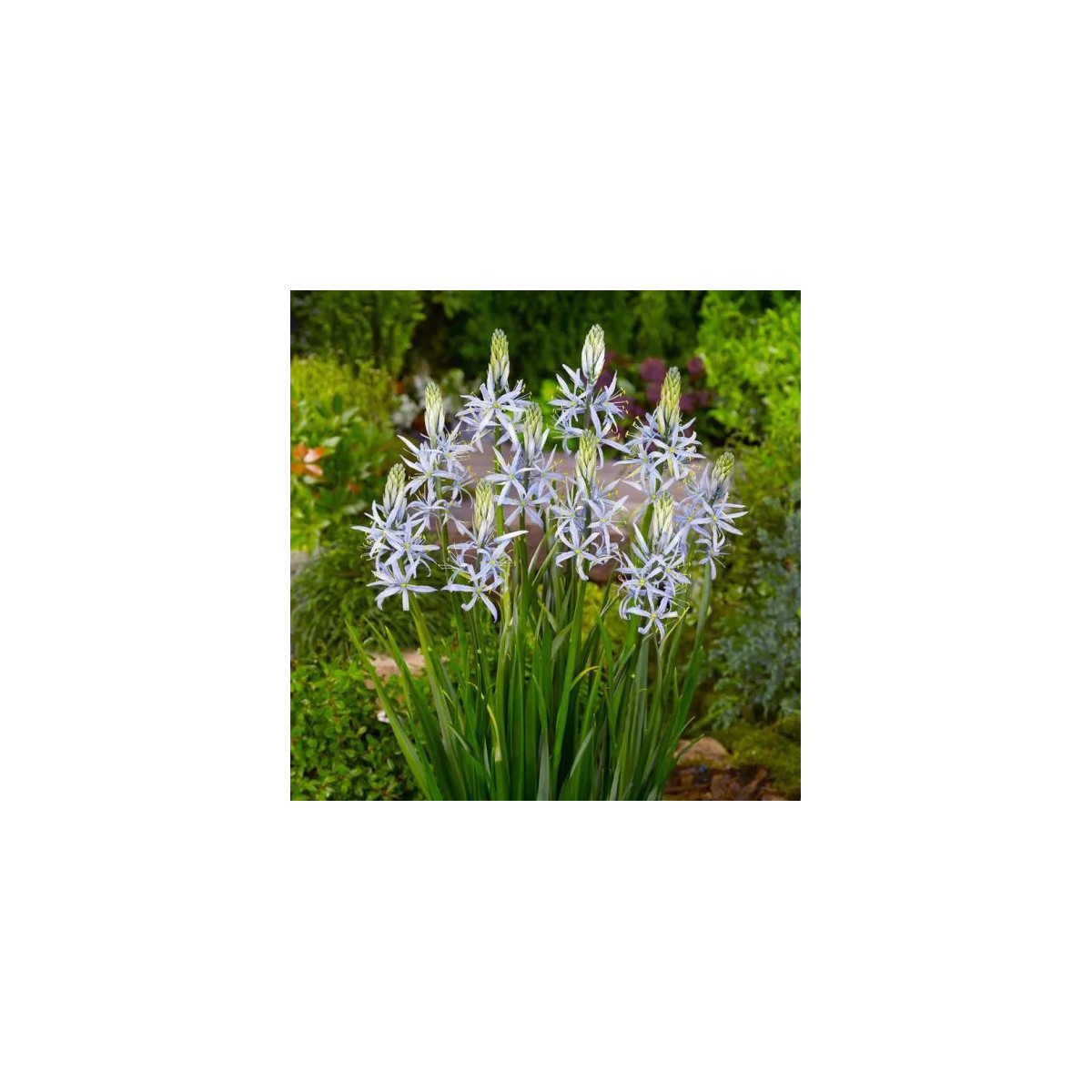 Ladoník bleděmodrý - Camassia cusickii - cibule ladoníku - 2 ks