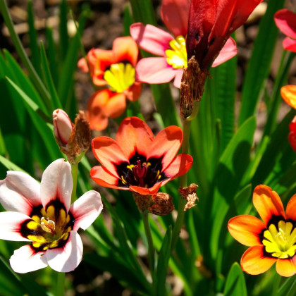 Dřípulka - Sparaxis - cibule dřipulky - 8 ks