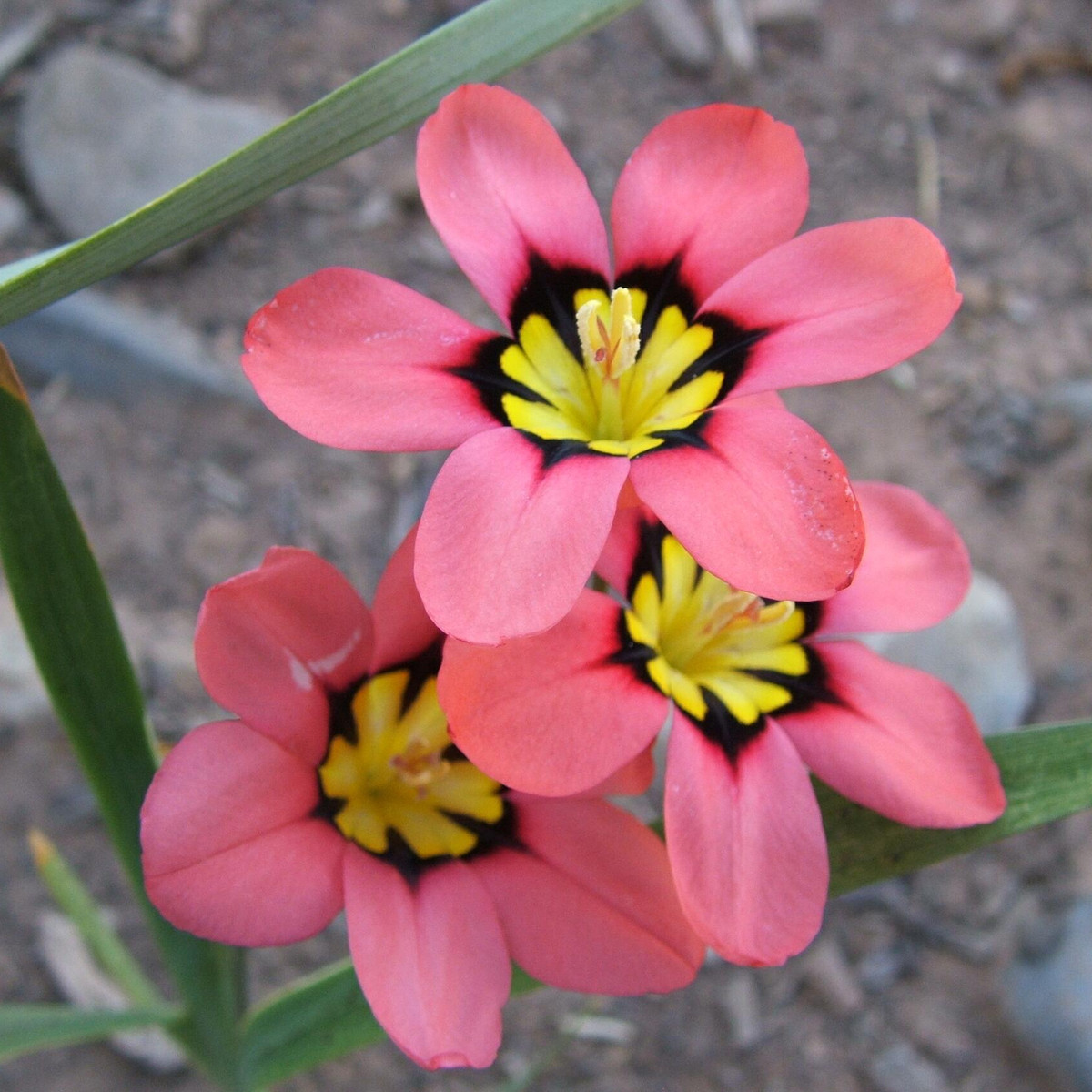 Dřípulka - cebulowe - uprawa cebulowych