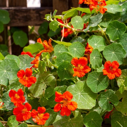 Nasturcja Niebieski Pepe - Tropaeolum majus - nasiona nasturcji - 15 szt.