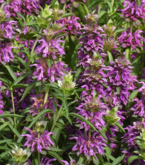Monarda citrónová - Monarda citriodora - semena monardy - 50 ks
