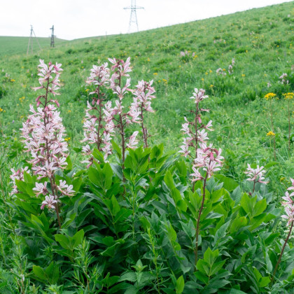 Třemdava bílá - Dictamnus albus - semena třemdavy - 8 ks