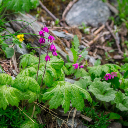 Kruhatka Matthiolova - Cortusa matthioli - semena kruhatky - 10 ks