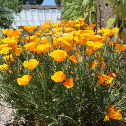 Sluncovka kalifornská oranžová - Eschscholzia californica - semena sluncovky - 200 ks