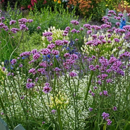 Sporýš argentinský - Verbena bonariensis - semena sporýše - 200 ks