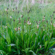 Jitrocel kopinatý - Plantago lanceolata - semena jitrocele - 100 ks