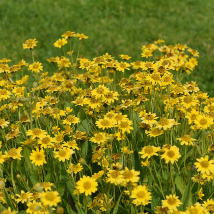 Prha léčivá - Arnica chamissonis - semena prhy - 13 ks
