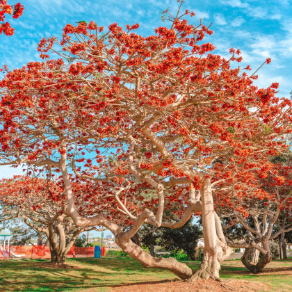 Cejba číhovitá - Bombax ceiba - semena bombaxu - 6 ks