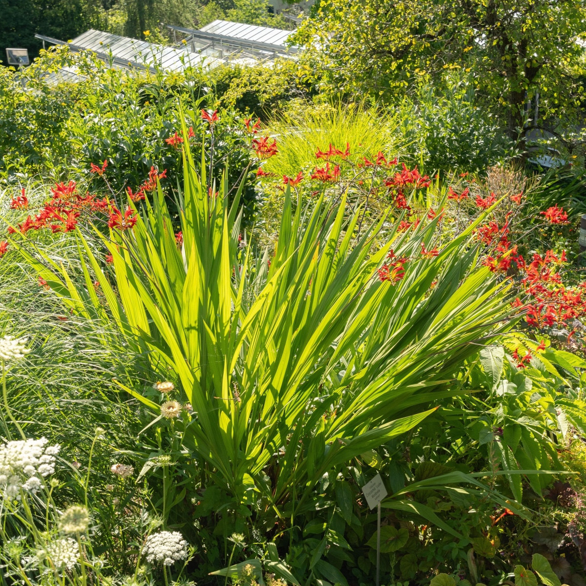 Montbrécie Lucifer - Crocosmia - hlízy montbrécie - 4 ks