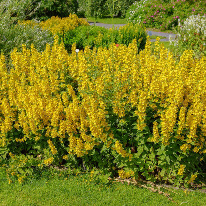 Vrbina obecná - Lysimachia vulgaris - semena vrbiny - 200 ks