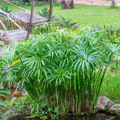 Papyrus střídavolistý - Šáchor - Cyperus alternifolius - semena papyru - 15 ks