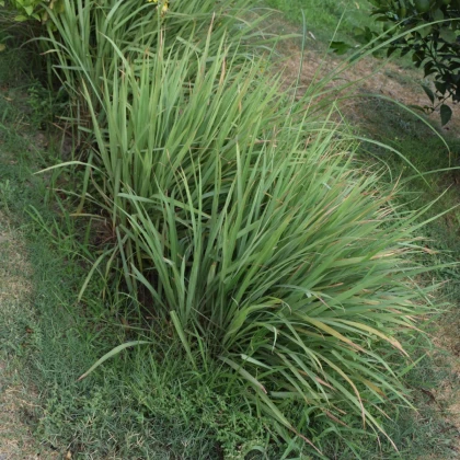 Trawa cytrynowa - Palczatka - Cymbopogon flexuosus - nasiona trawy cytrynowej - 20 szt.
