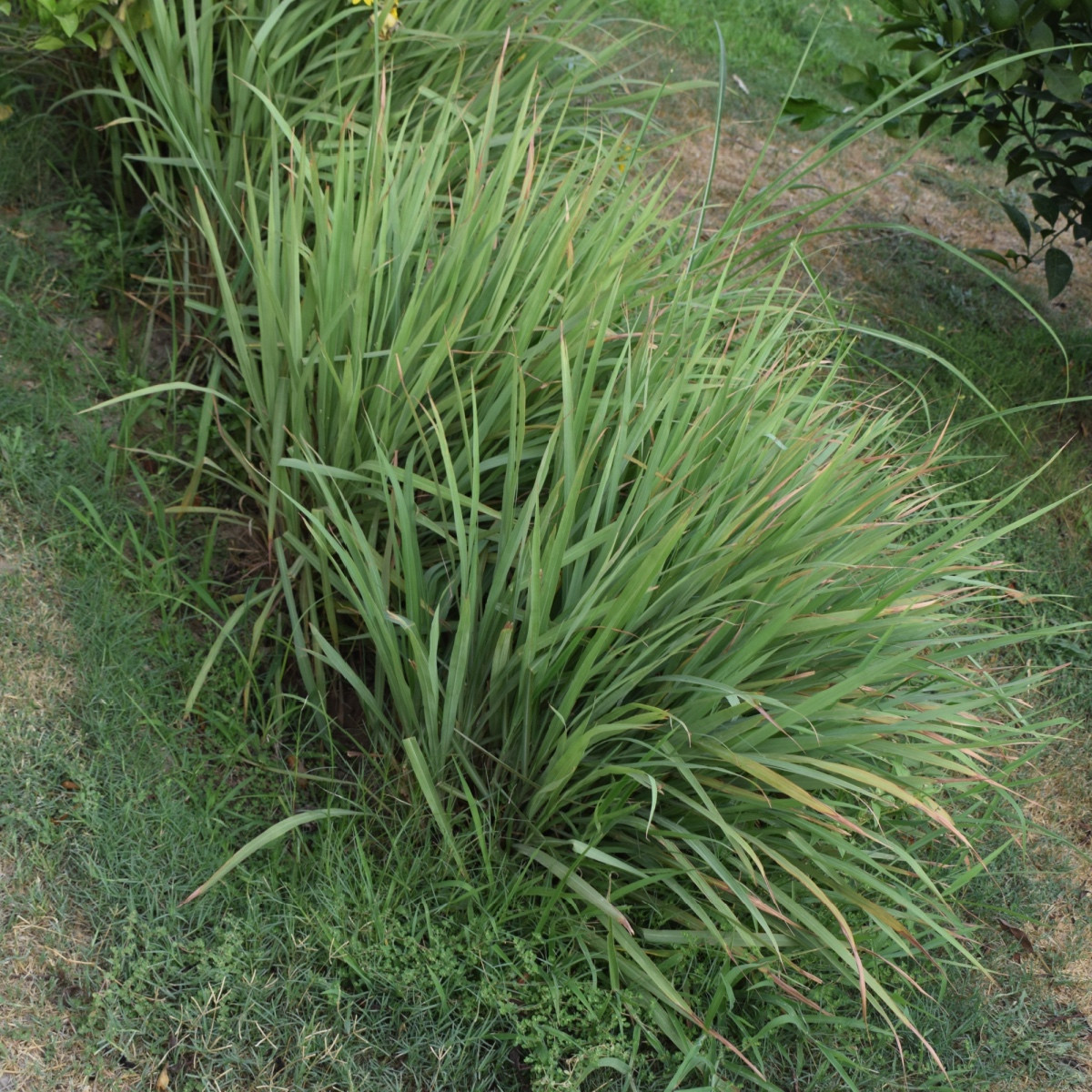 Trawa cytrynowa - Palczatka - Cymbopogon flexuosus - nasiona trawy cytrynowej - 20 szt.