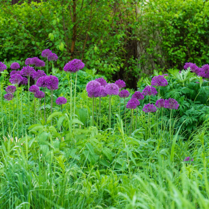Česnek Aflatunense - Allium aflatunense - cibule okrasného česneku - 3 ks