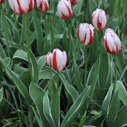 Tulipán Happy Generation - Tulipa - cibule tulipánu - 3 ks