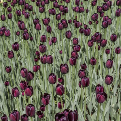 Tulipán Queen of Night - Tulipa - cibule tulipánu - 3 ks