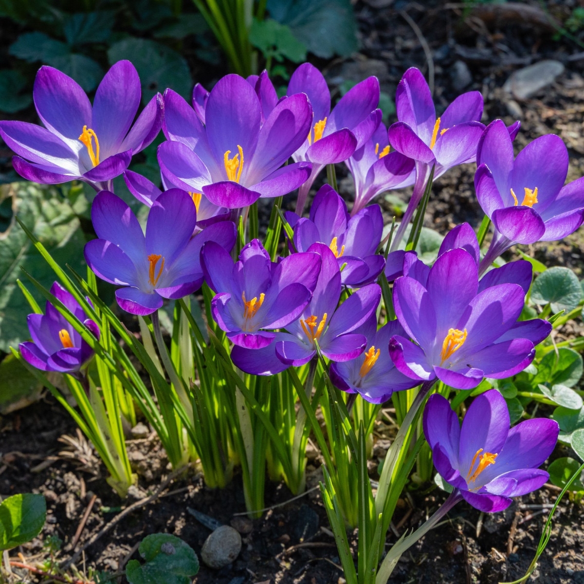 Krokus Ruby Giant - Crocus tommasinianus - hlízy krokusu - 3 ks