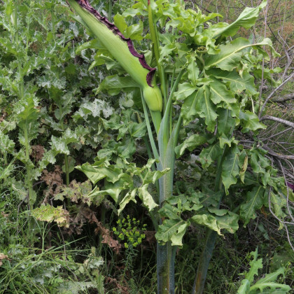 Ďáblův jazyk - Dracunculus vulgaris - cibule ďáblova jazyku - 1 ks