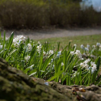 Ladoňka sibiřská bílá - Scilla siberica alba - cibule ladoňky - 3 ks