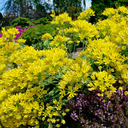 Česnek Moly - Allium - cibule okrasného česneku - 3 ks