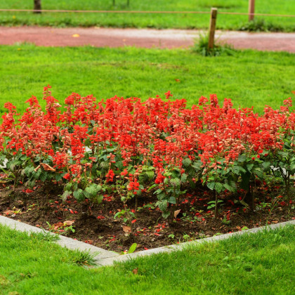 Šalvěj zářivá Johannisfeuer - Salvia splendens - semena šalvěje - 15 ks
