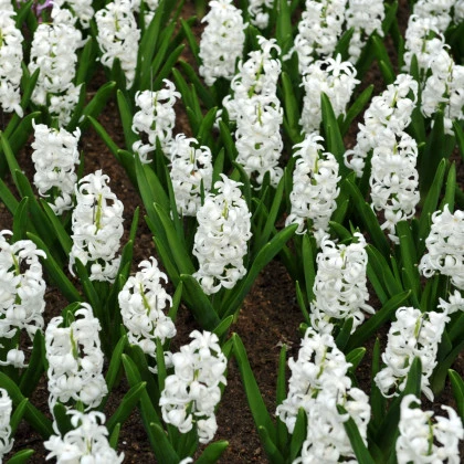 Hyacint Carnegie - Hyacinthus L. - cibule hyacintu - 1 ks