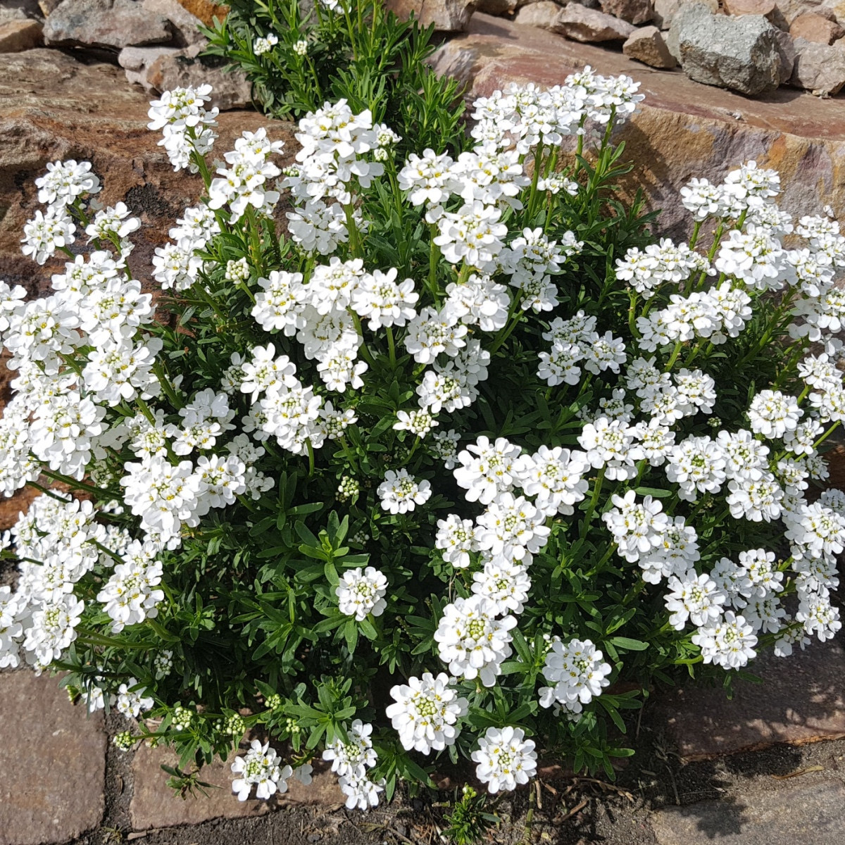 Iberka hořká - Iberis amara - semena iberky - 70 ks