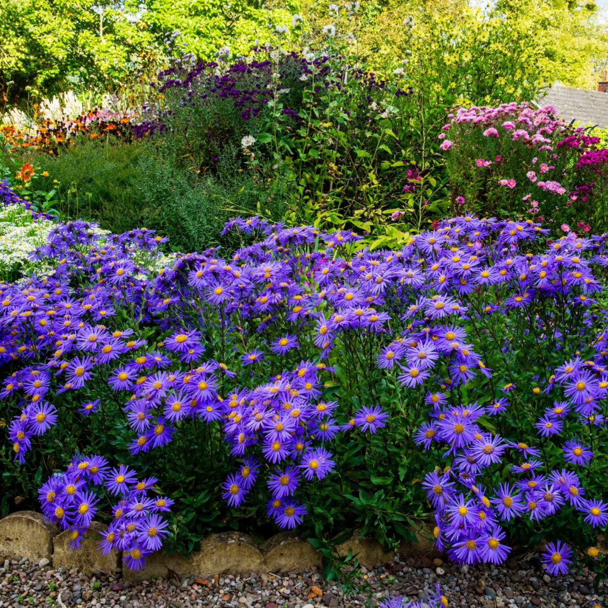 Hvězdnice chlumní - Aster amellus - semena hvězdnice - 70 ks