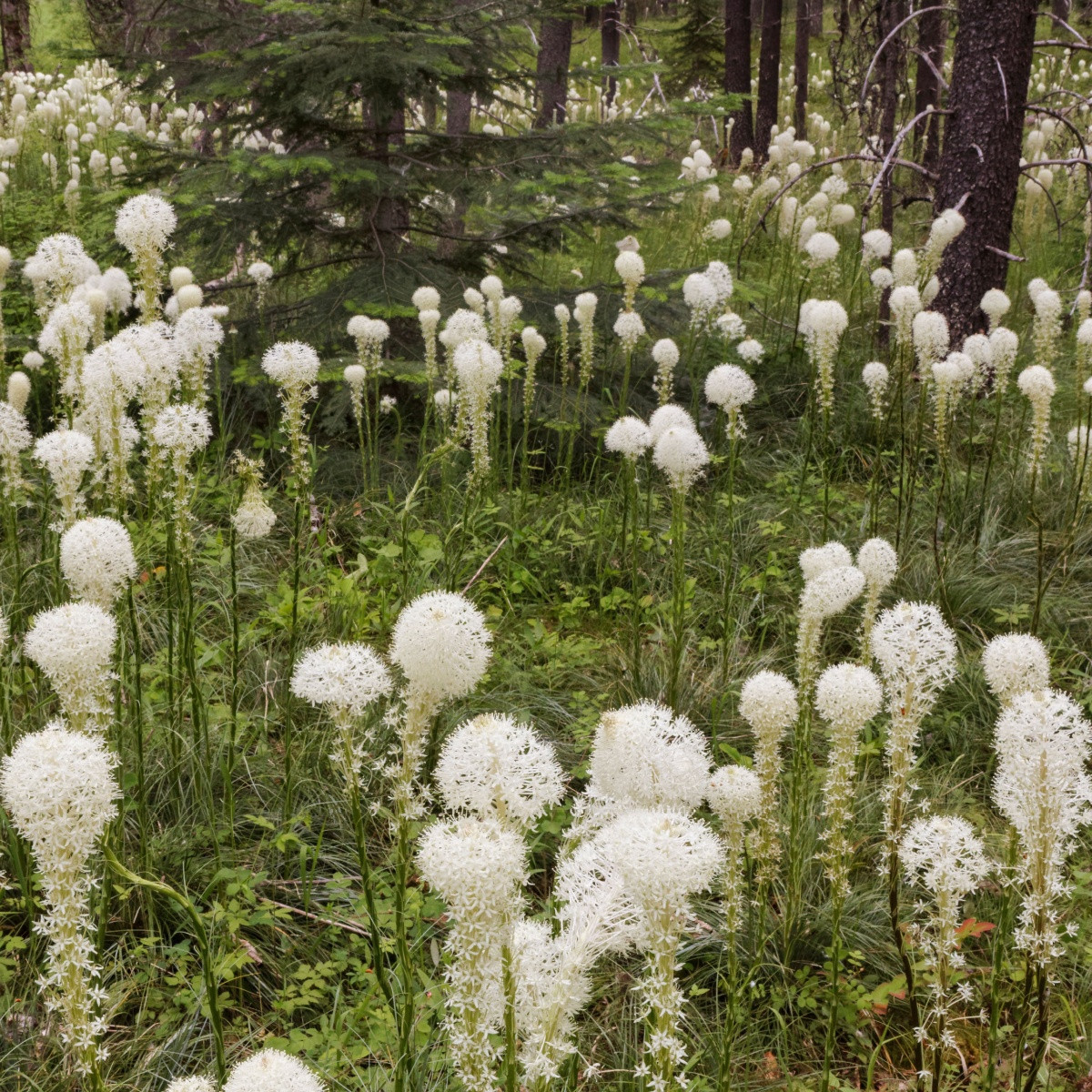 Medvědí tráva - Xerophyllum tenax - semena medvědí trávy - 15 ks