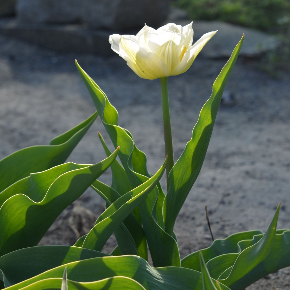 Tulipán Mount Tacoma - Tulipa - cibuloviny - 3 ks