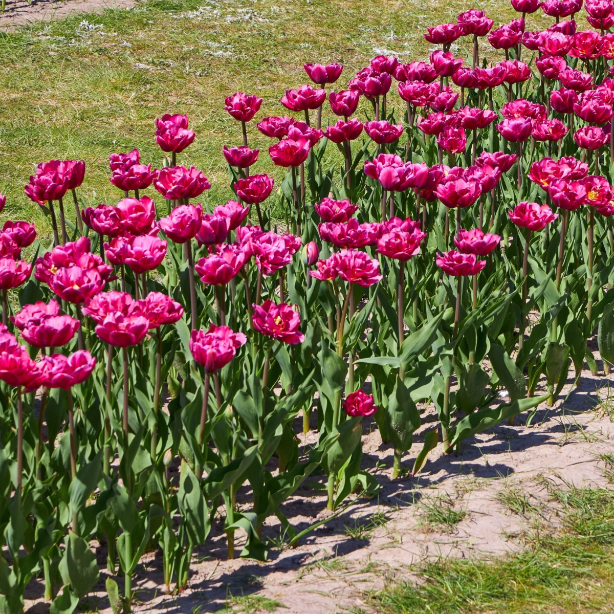 Tulipán Purple Flag - Tulipa - cibule tulipánu - 3 ks