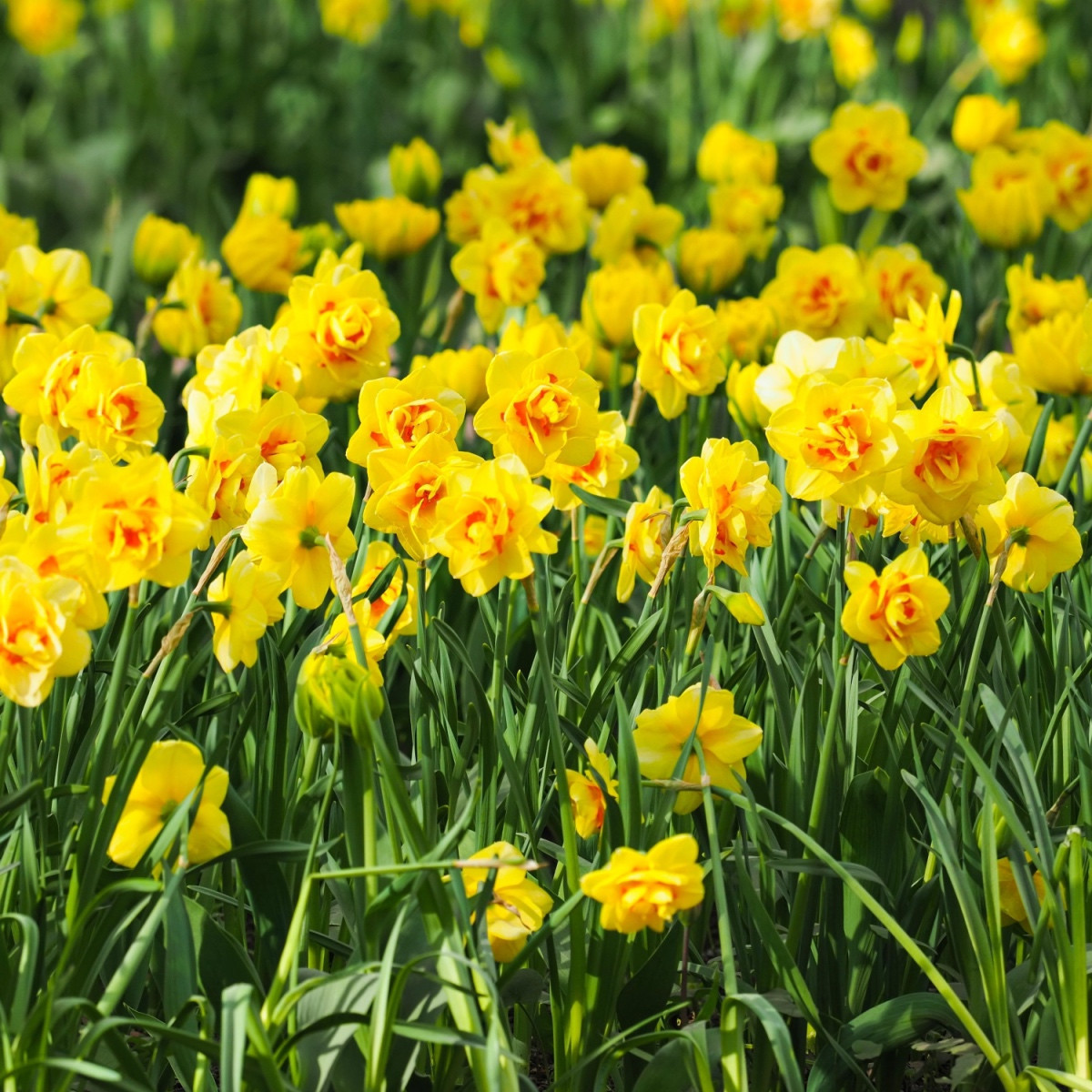 Narcis Tahiti - Narcissus - cibule narcisu - 3 ks