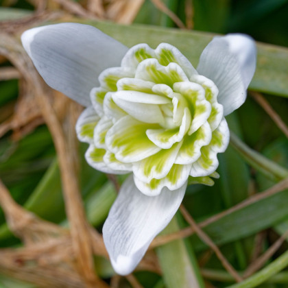 Sněženka plnokvětá - Galanthus nivalis double - cibule sněženky - 3 ks
