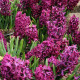 Hyacint Woodstock - Hyacinthus - cibule hyacintu - 1 ks