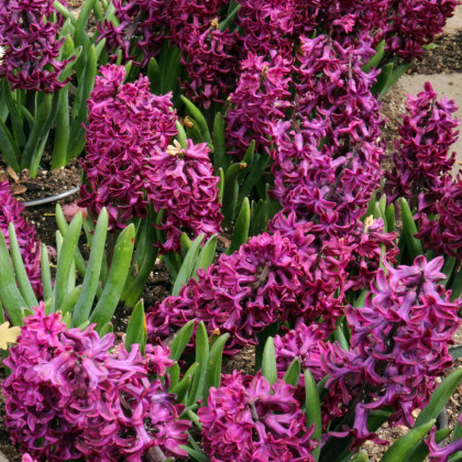 Hyacint Woodstock - Hyacinthus - cibule hyacintu - 1 ks