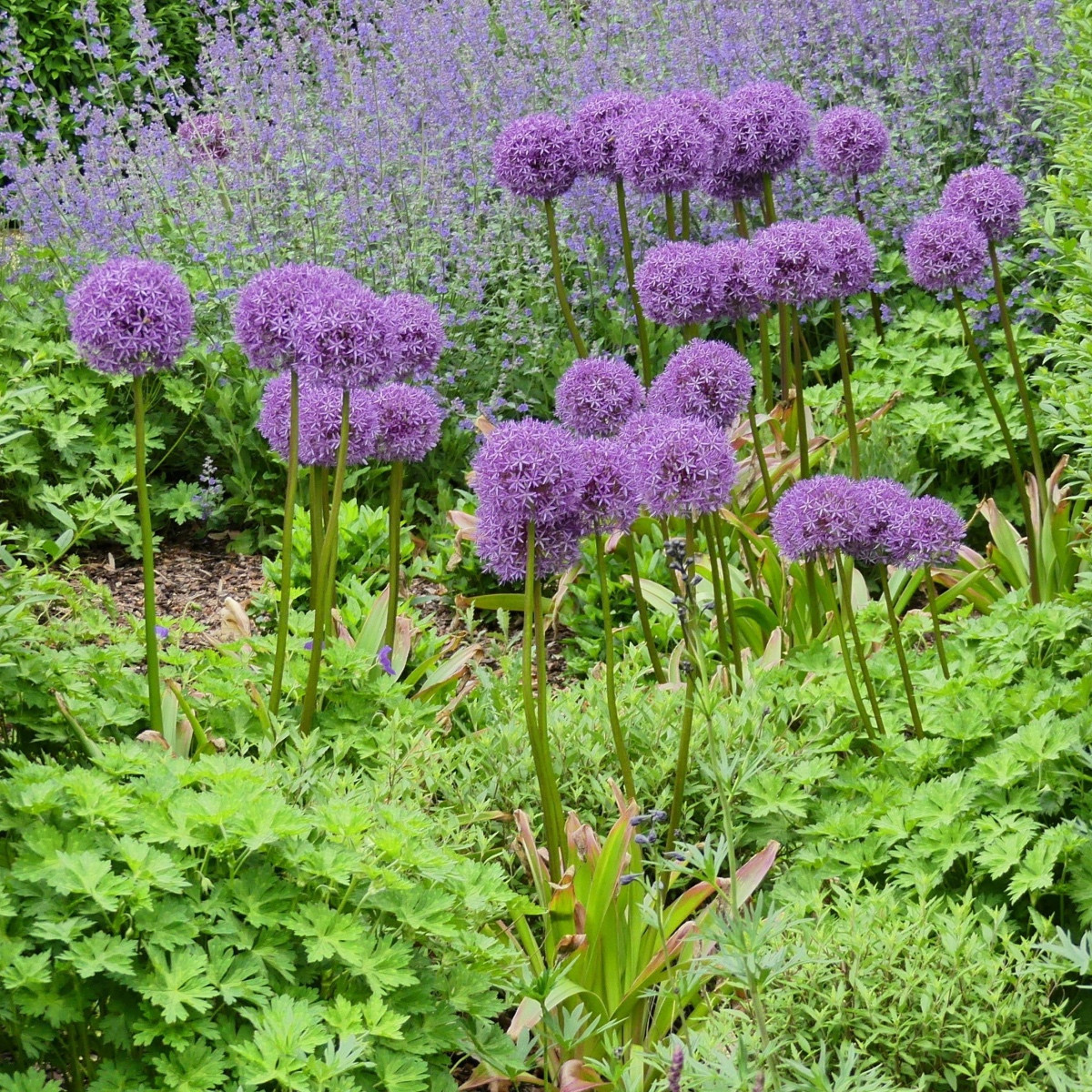 Česnek obrovský Giganteum - Allium giganteum - cibule okrasného česneku - 1 ks