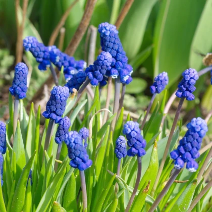 Modřenec širokolistý - Muscari latifolium - cibule modřence - 5 ks