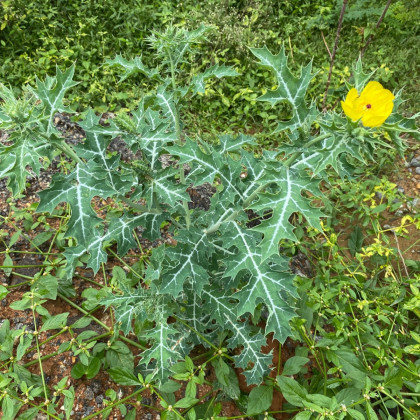 Mexický mák - Argemone mexicana - semena máku - 20 ks