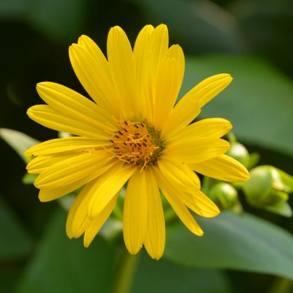 Mužák prorostlý - Silphium perfoliatum - semena mužáku - 8 ks