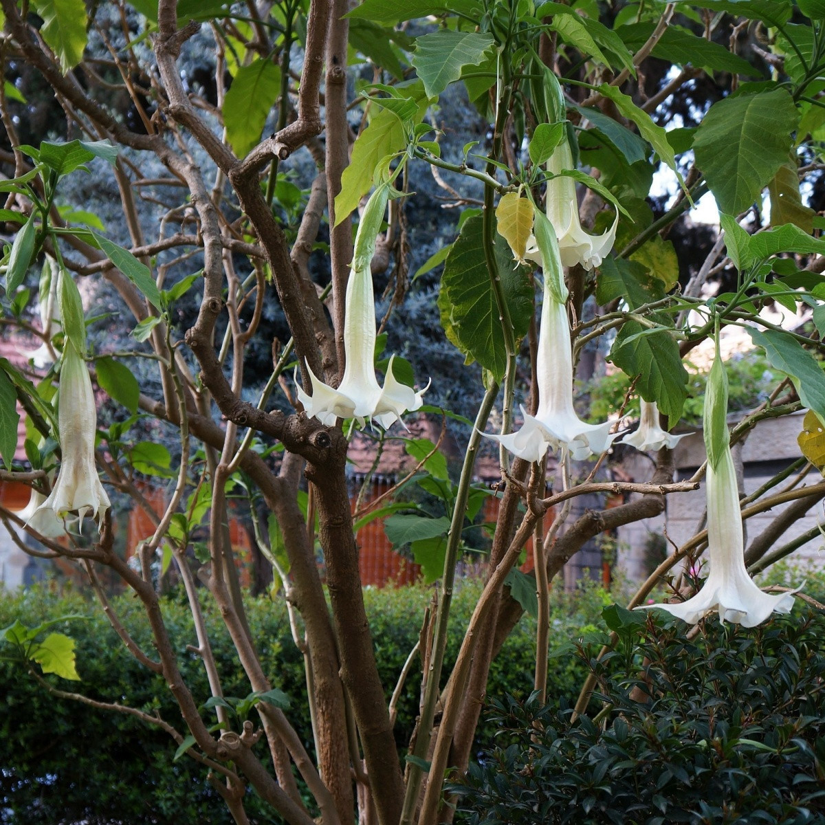 Brugmansie bílá - Andělská trubka - Brugmansia arborea - semena brugmansie - 10 ks