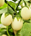 Lilek vejcoplodý Eierbaum - Solanum melongena - semena lilku - 20 ks