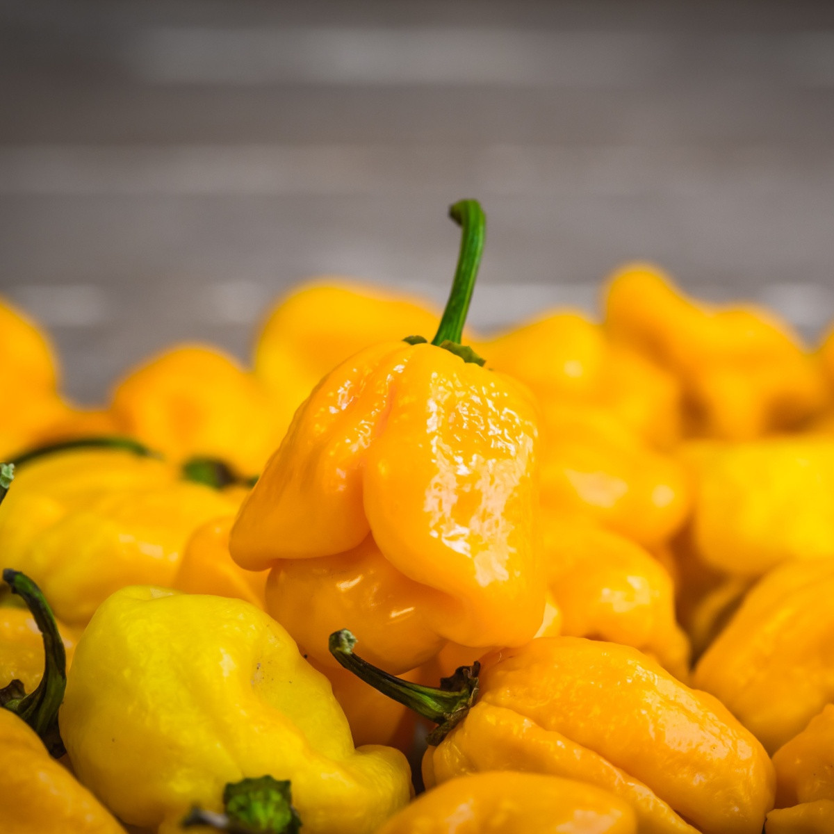 Chilli Trinidad scorpion butch žluté – Capsicum chinense – semena chilli – 5 ks