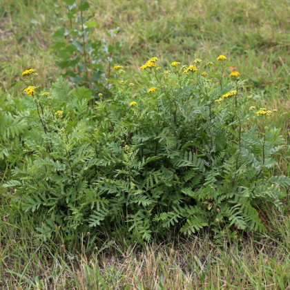 Kopretina vratič - Vratič obecný - Tanacetum vulgare - semena kopretiny - 300 ks