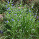 Pilát kapski - Anchusa capensis - nasiona pilátu - 50 szt.