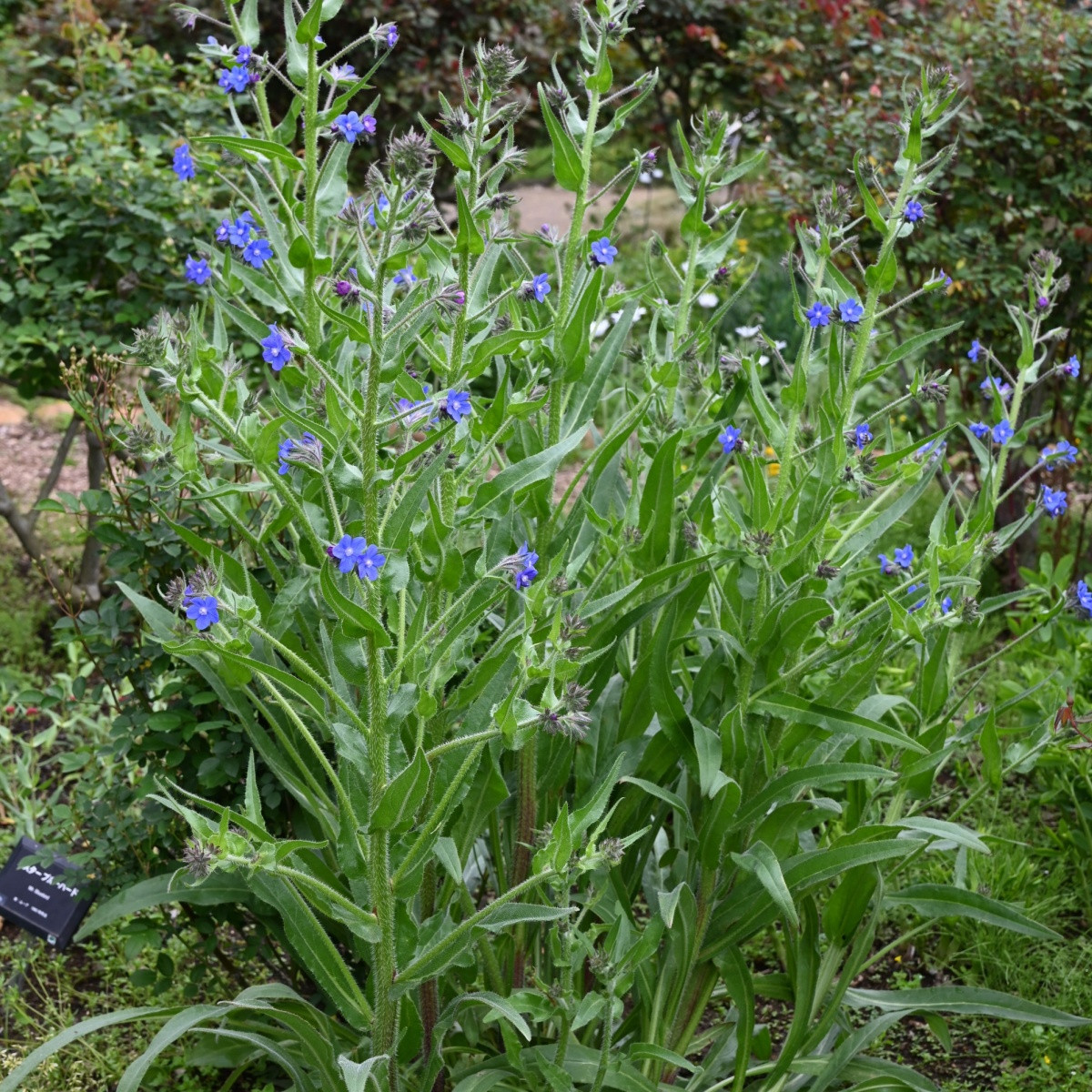 Pilát kapski - Anchusa capensis - nasiona pilátu - 50 szt.