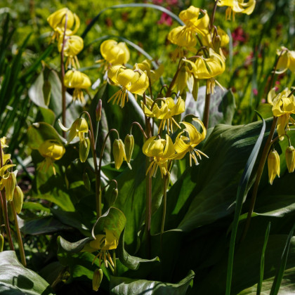 Kandík - Erythronium pagoda - cibule kandíku - 3 ks