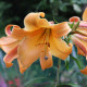 Lilie African Queen - Lilium - cibule lilie - 1 ks