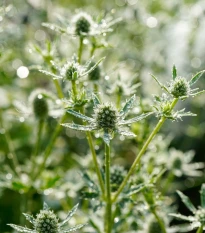 Máčka bílá White glitter - Eryngium planum - semena máčky - 10 ks