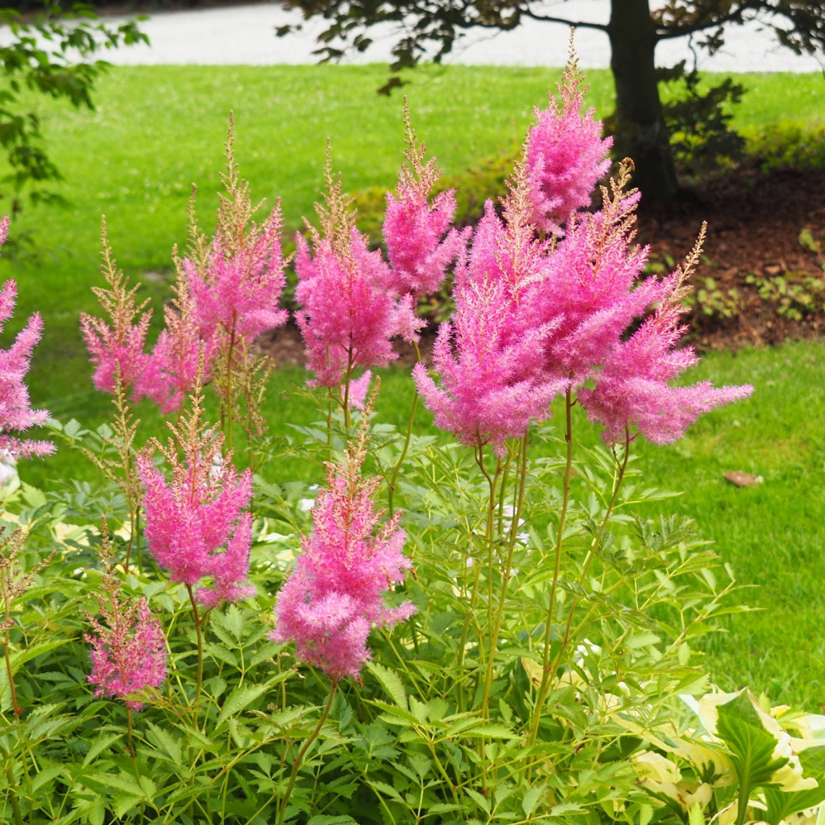 Čechrava arendsii růžová - Astilbe arendsii - semena čechravy - 10 ks